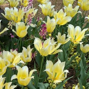 Meet your Posher, Corie